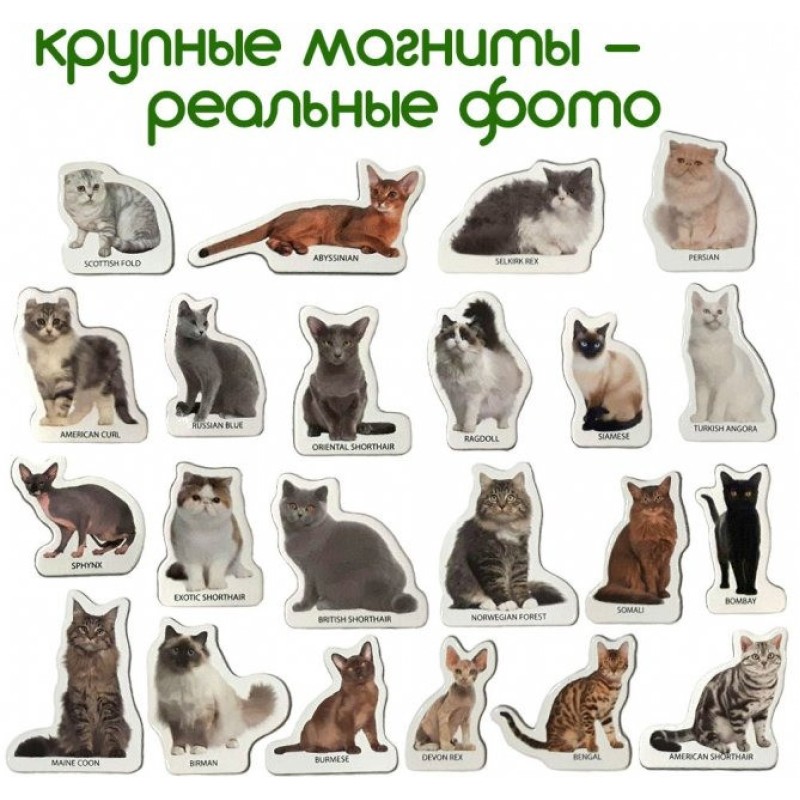 Набір магнітів Magdum "Породи кішок" ML4031-13 EN