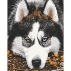 Картина за номерами "Засмучений хаскі" Art Craft 40х50 см 11509-AC
