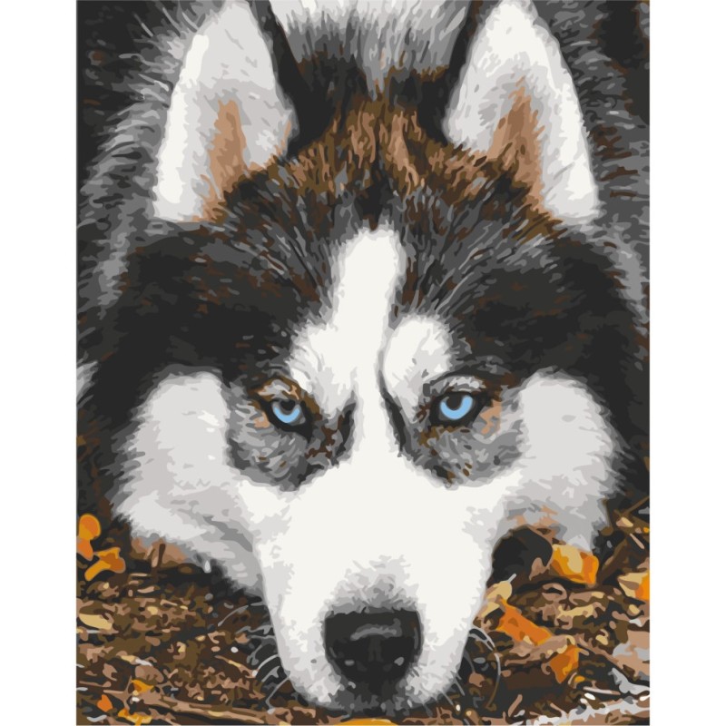 Картина за номерами "Засмучений хаскі" Art Craft 40х50 см 11509-AC