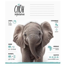 Зошит учнівський "Africa Animals" 012-3279K-2 в клітинку, 12 аркушів