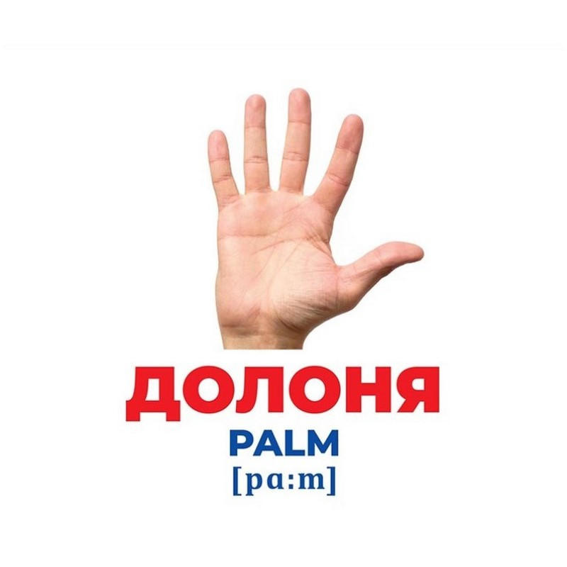 Набір розвиваючих карток Геній з пелюшок "Будова структура" Ранок 10107202, 17 карток — фото 3