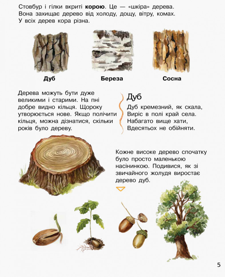 Дитяча енциклопедія про ліс 614016 для дошкільнят — фото 4