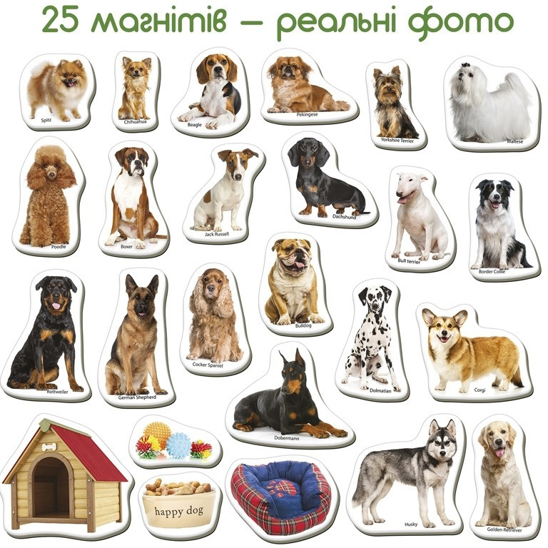 Детский развивающий набор магнитов "Породы собак" ML4031-20EN 24 фотомагниты — фото 2