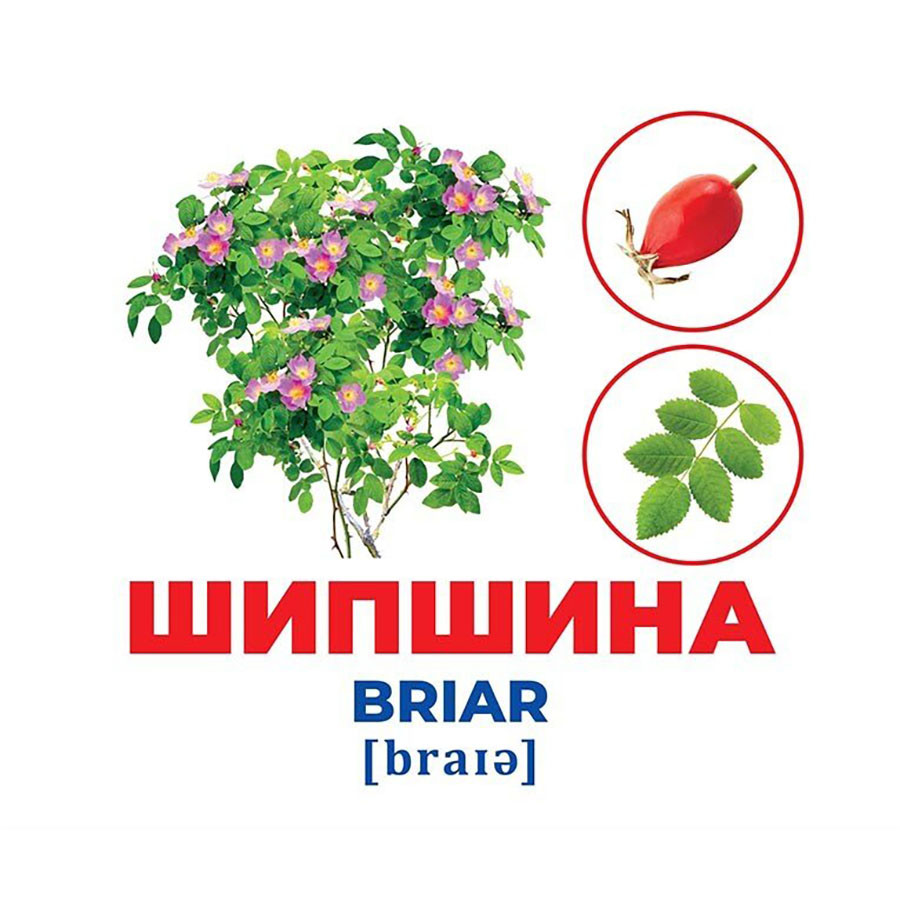 Набір розвиваючих карток Геній з пелюшок Дерева та чагарники 10107196, 17 карток — фото 3
