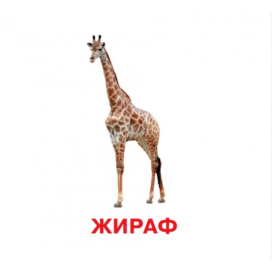 Развивающие карточки для детей Дикие животные J011y, 18 картинок — фото 4