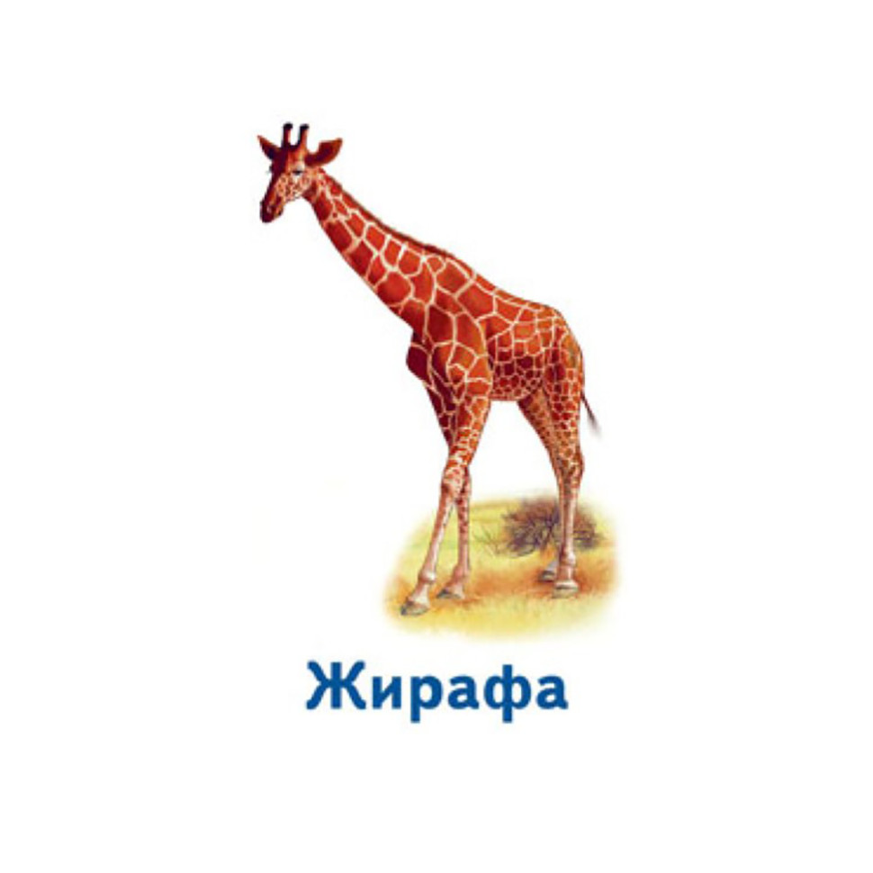 Настільна гра Парочки: Світ тварин 1392003, 6 ігор — фото 3