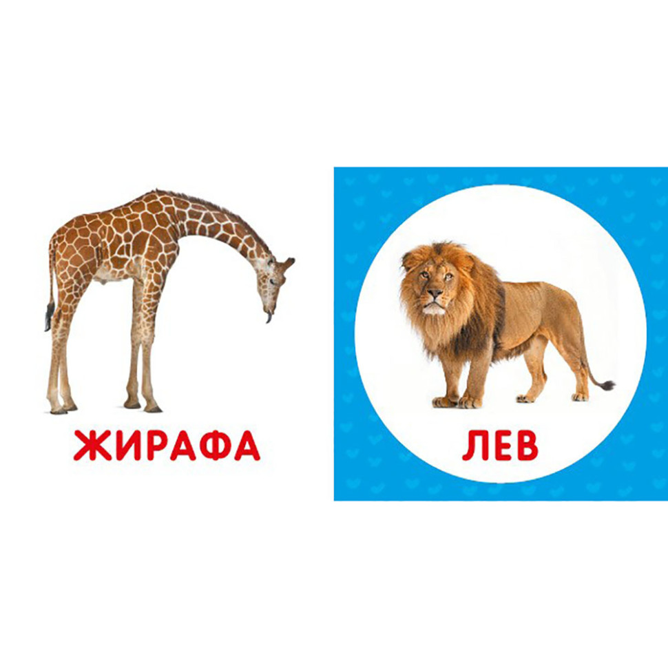 Перша книжка малюка "Дикі тварини" 165048 картон, 12 сторінок — фото 3