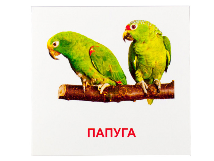 Розвиваючі картки "Птахи" (110х110 мм) 72753 укр. /англ. мовою — фото 2