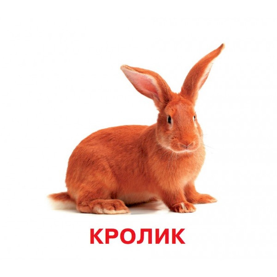 Развивающие карточки для детей Домашние животные J012yD, 18 картинок — фото 2